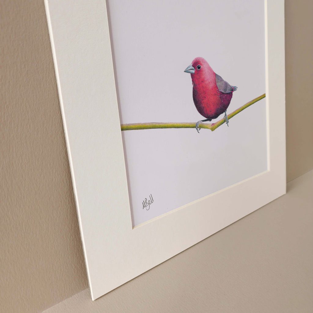 Jameson's Firefinch bird artwork
