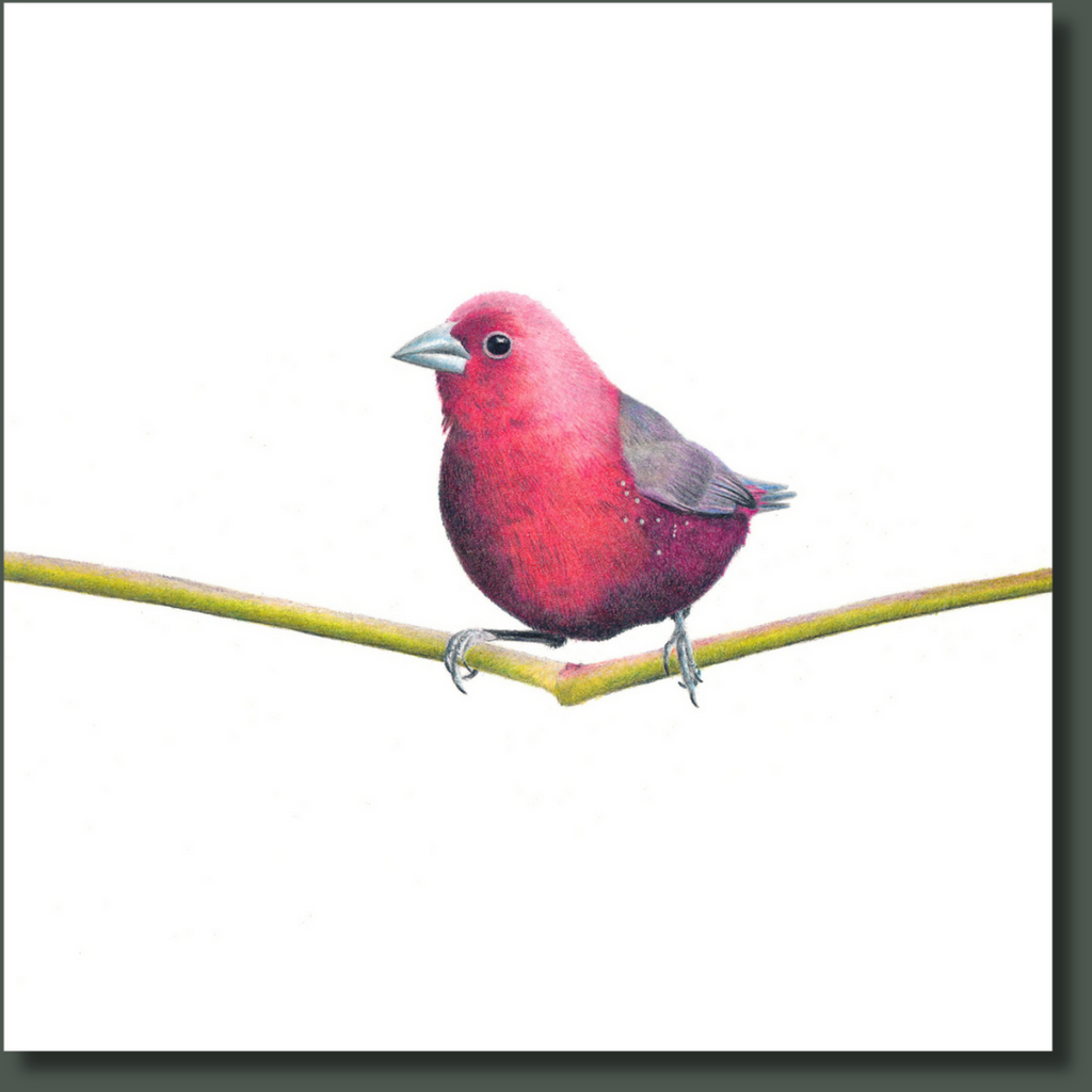 Jameson's Firefinch bird drawing 