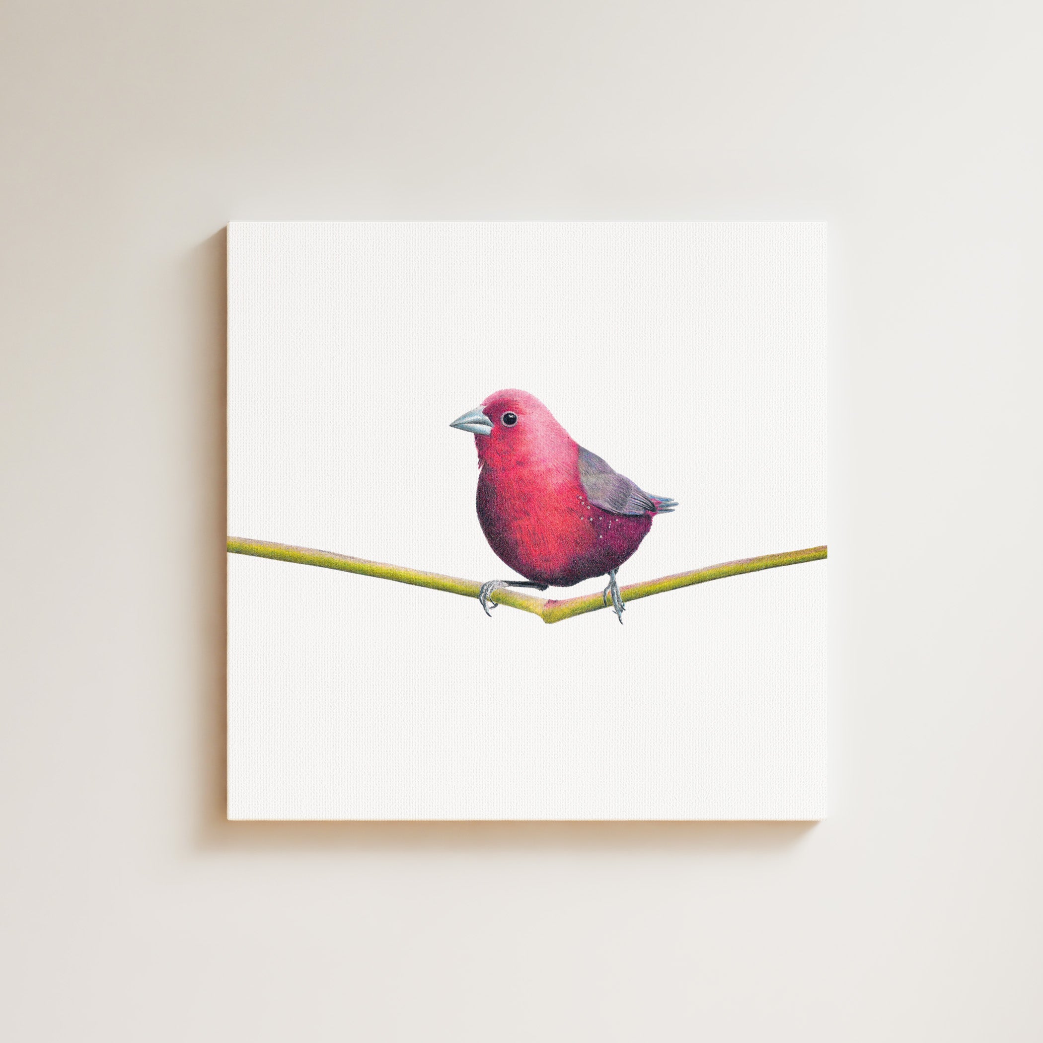 Jameson's Firefinch drawing on canvas by South African wildlife artist Matthew Bell