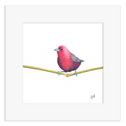 Jameson's Firefinch - JF