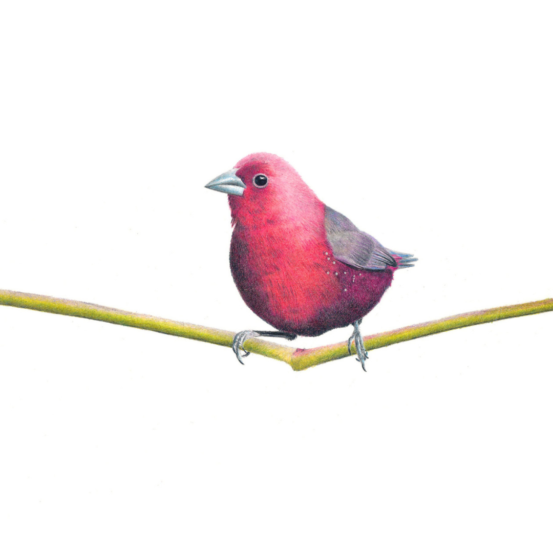 South African bird artwork by Matthew Bell, drawing of a Jamesons Firefinch