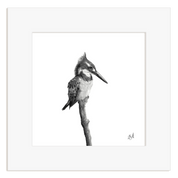 Pied Kingfisher - PK2