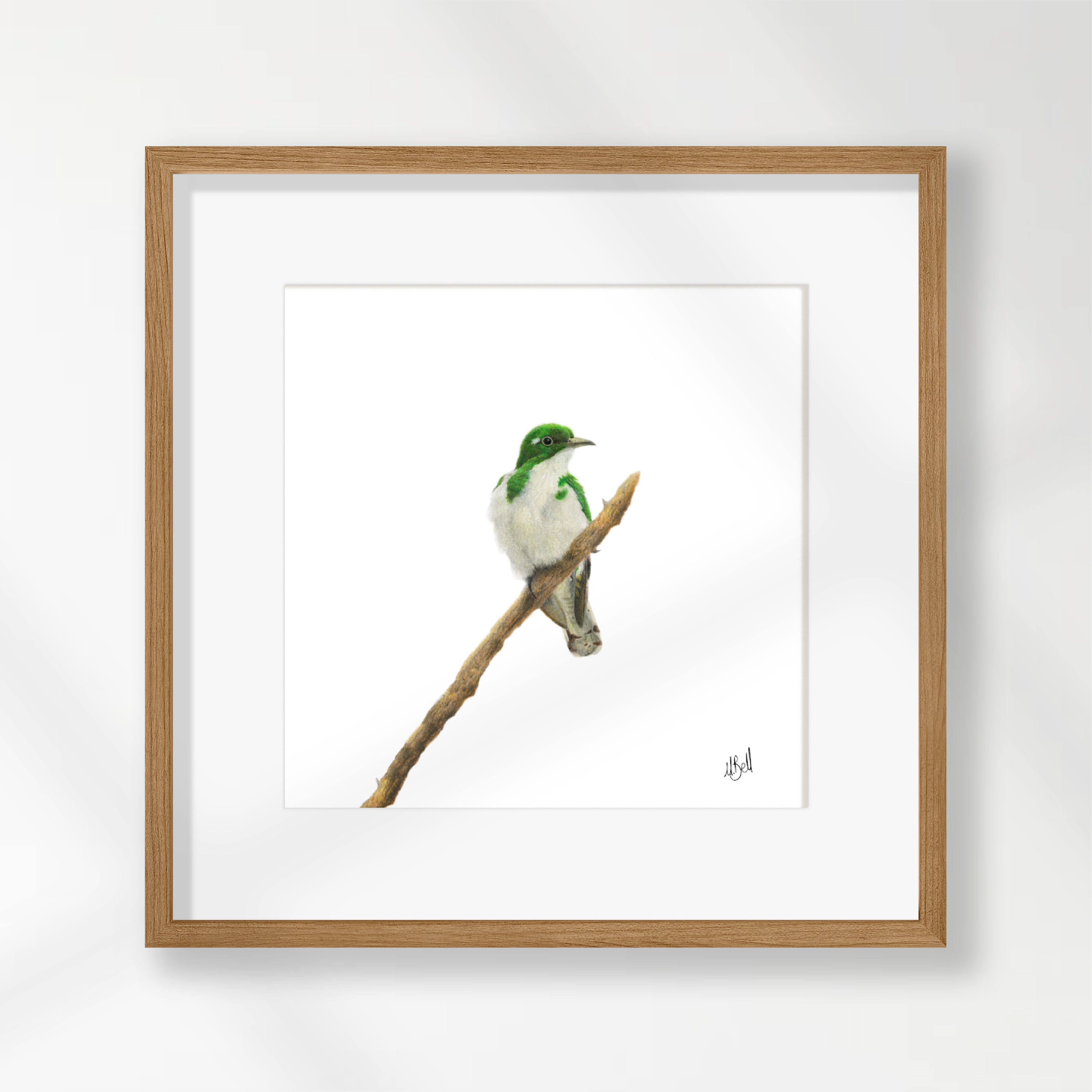 Klaas's Cuckoo - KC