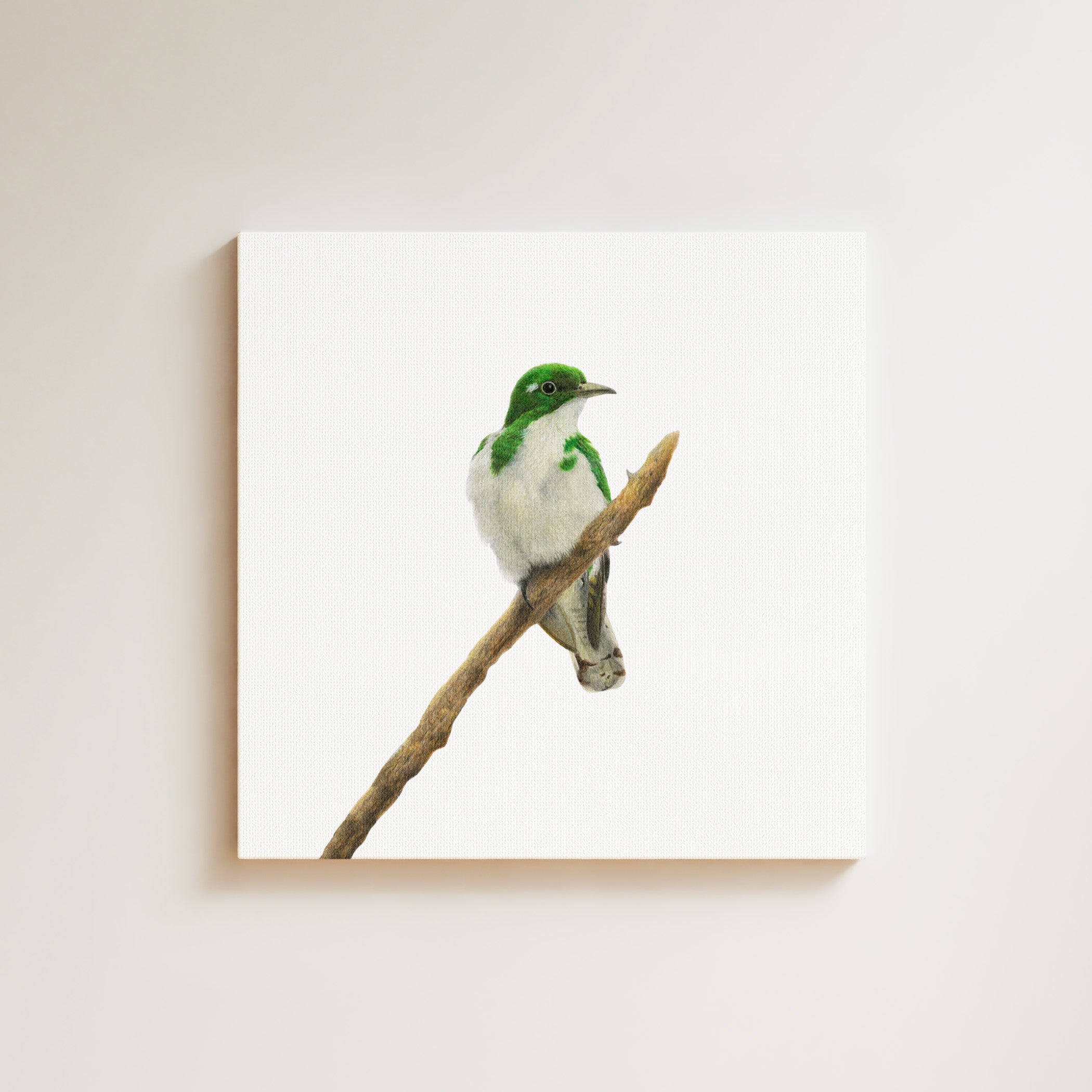 Klaas's Cuckoo drawing on canvas by South African wildlife artist Matthew Bell