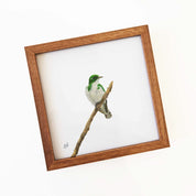 Klaas's Cuckoo - KC