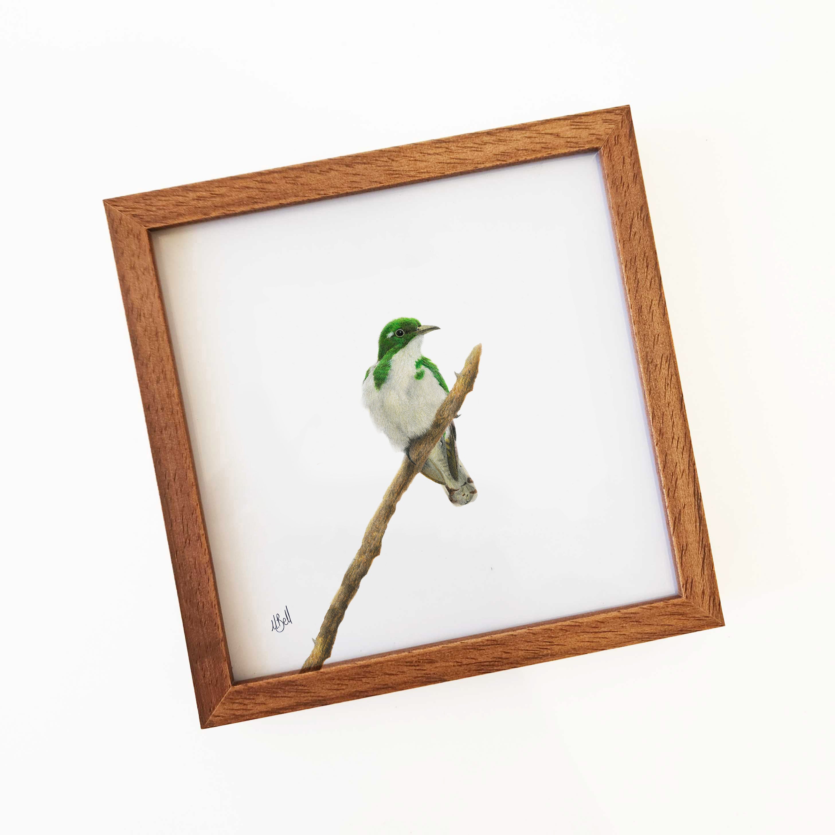 Klaas's Cuckoo - KC