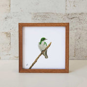 Klaas's Cuckoo - KC