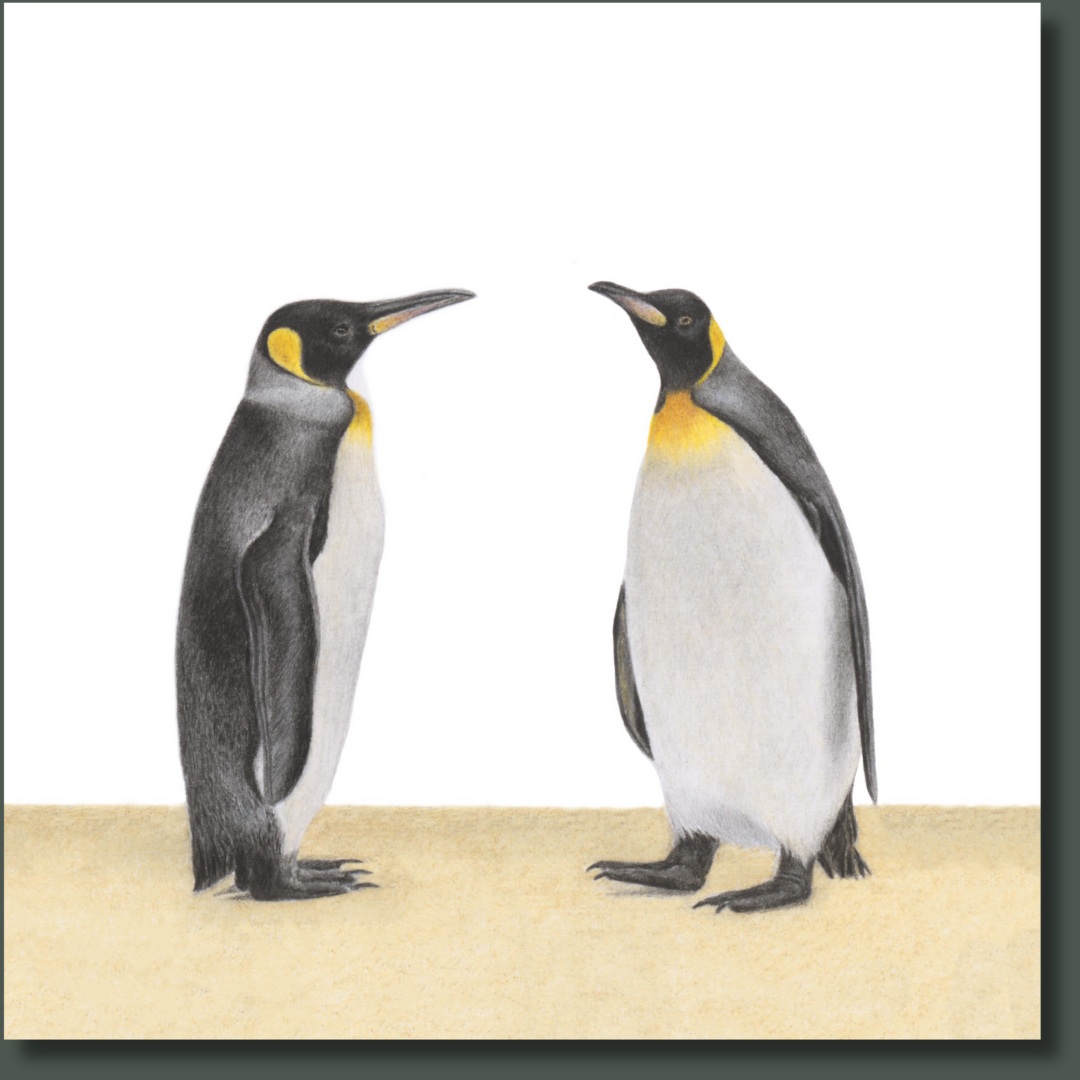 King Penguins (KPN1) on Canvas