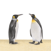 South African bird artwork, pencil drawing by Matthew Bell of two King Penguins