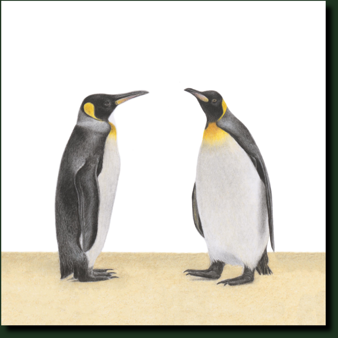 King Penguins South African wildlife art by Matthew Bell