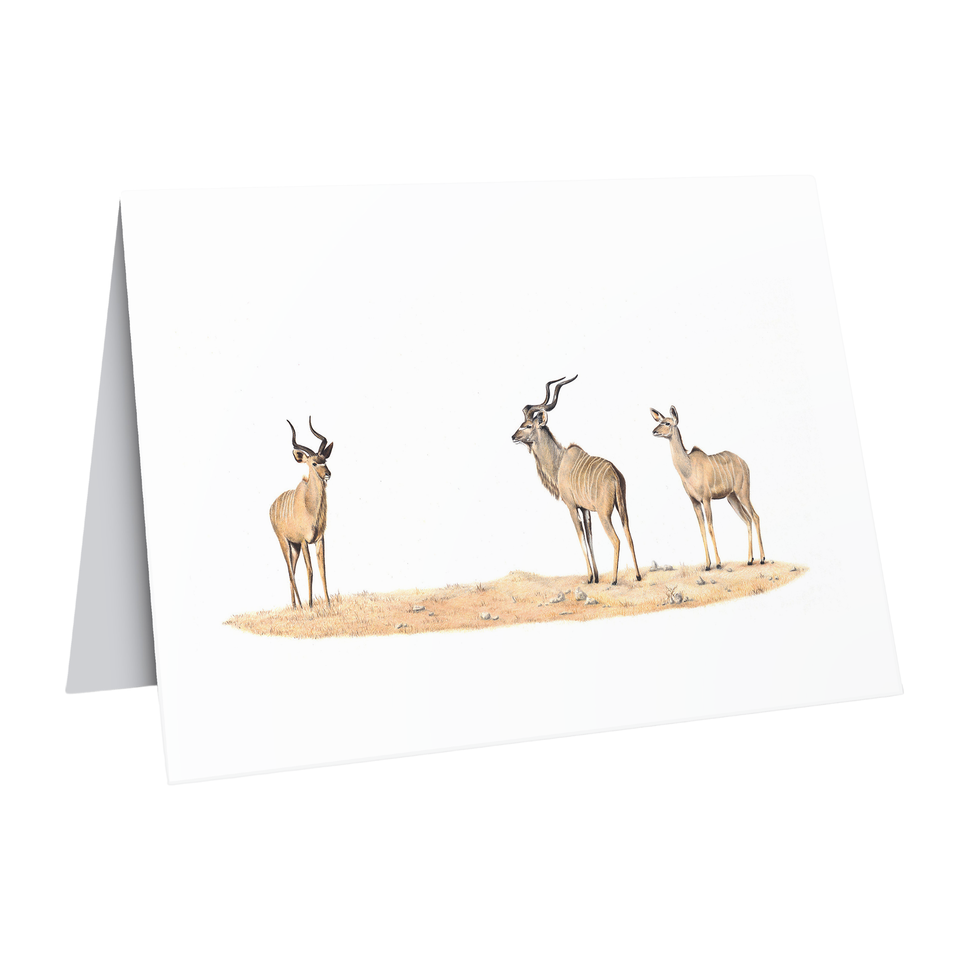 Beautiful fine art South African nature wildlife greeting card of a family of Kudus