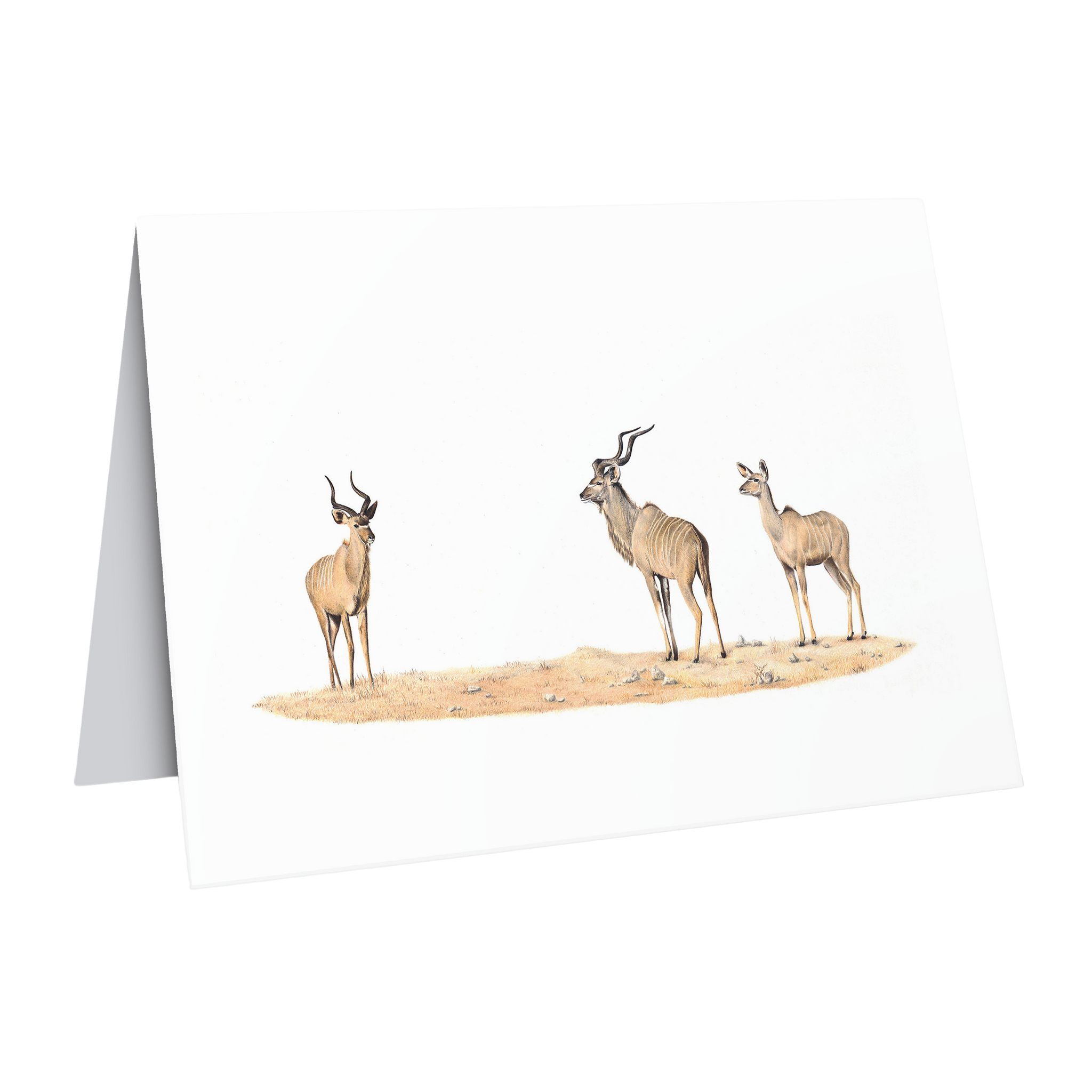 Beautiful fine art South African nature wildlife greeting card of a family of Kudus