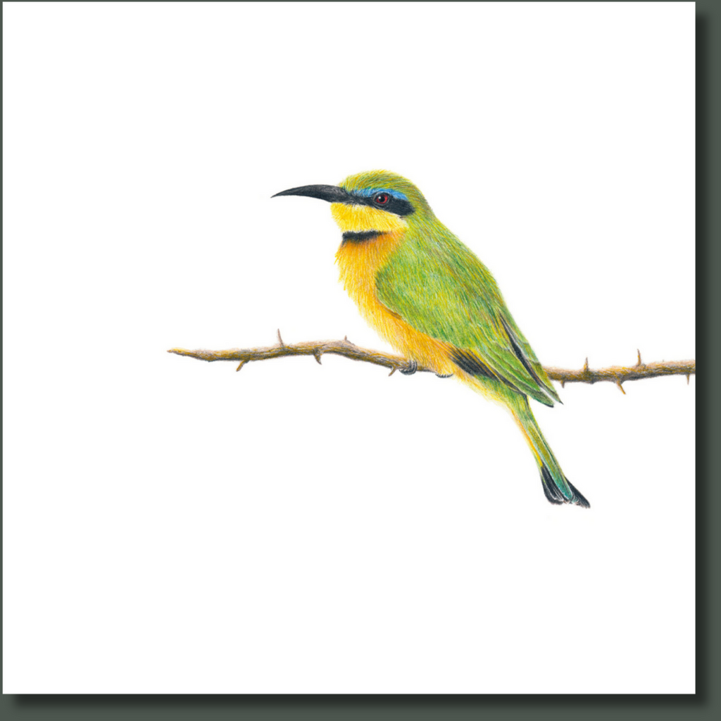 Little Bee Eater artwork printed on canvas and stretched by wildlife artist Matthew Bell