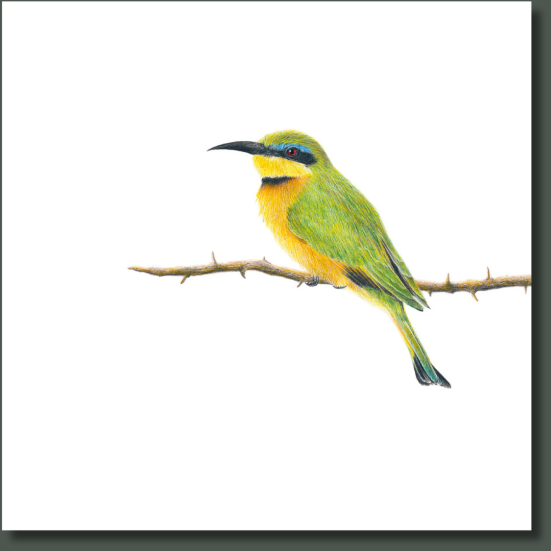 Little Bee Eater (LBE1) on Canvas