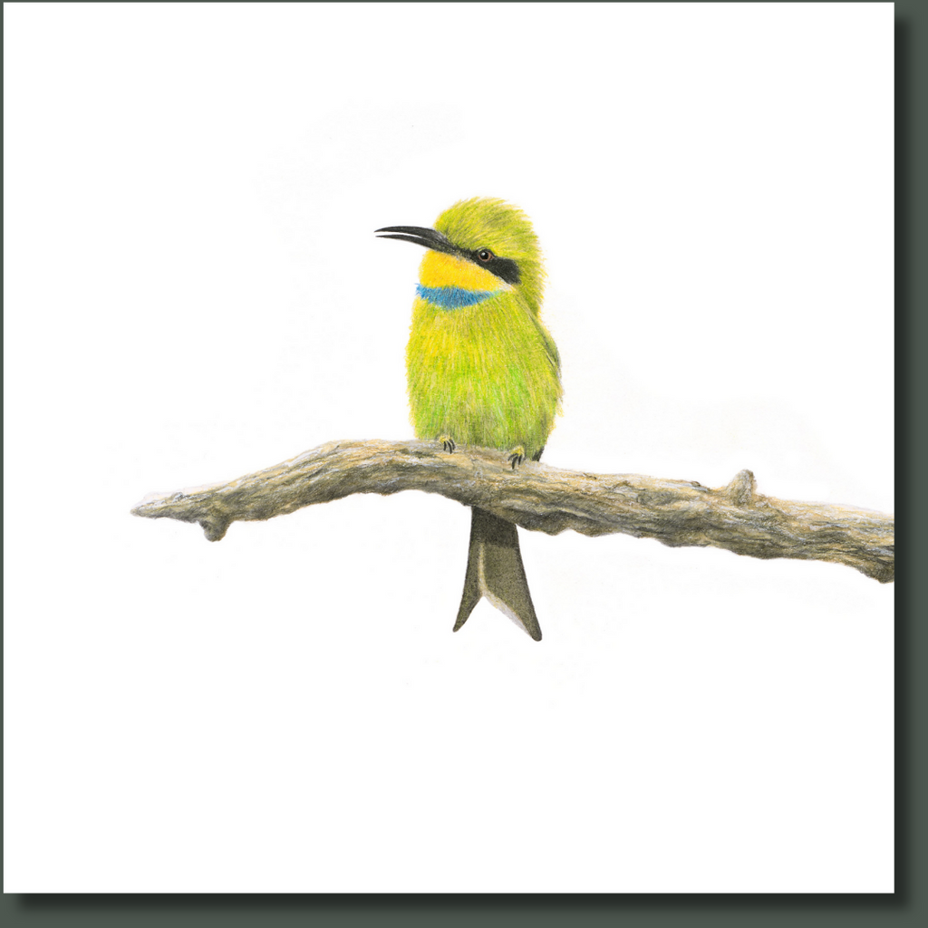 Little Bee Eater artwork printed on canvas and stretched by wildlife artist Matthew Bell