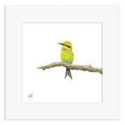 Swallow Tailed Bee Eater - STBE2