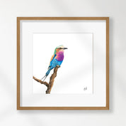 Lilac Breasted Roller - LBR1