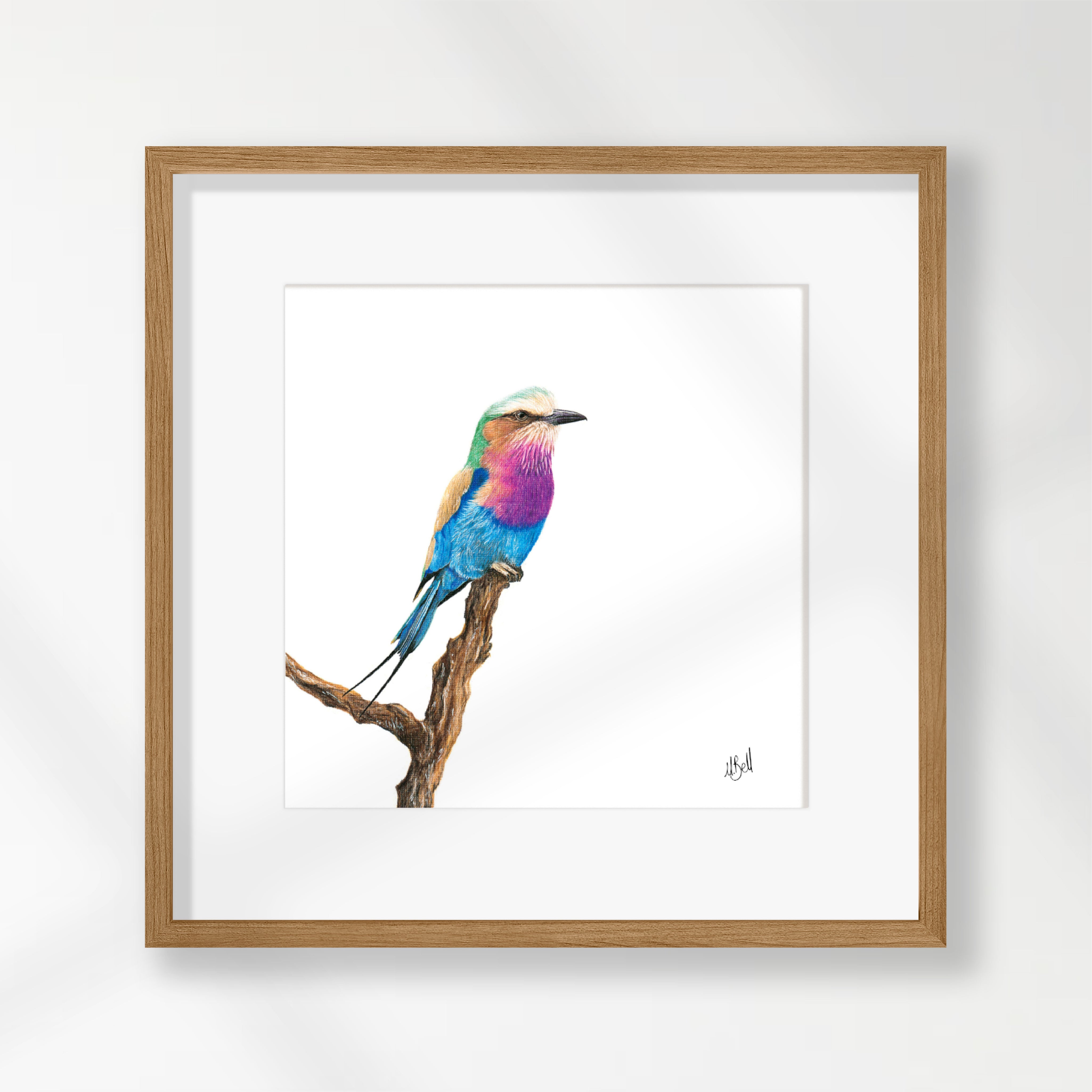 Lilac Breasted Roller - LBR1