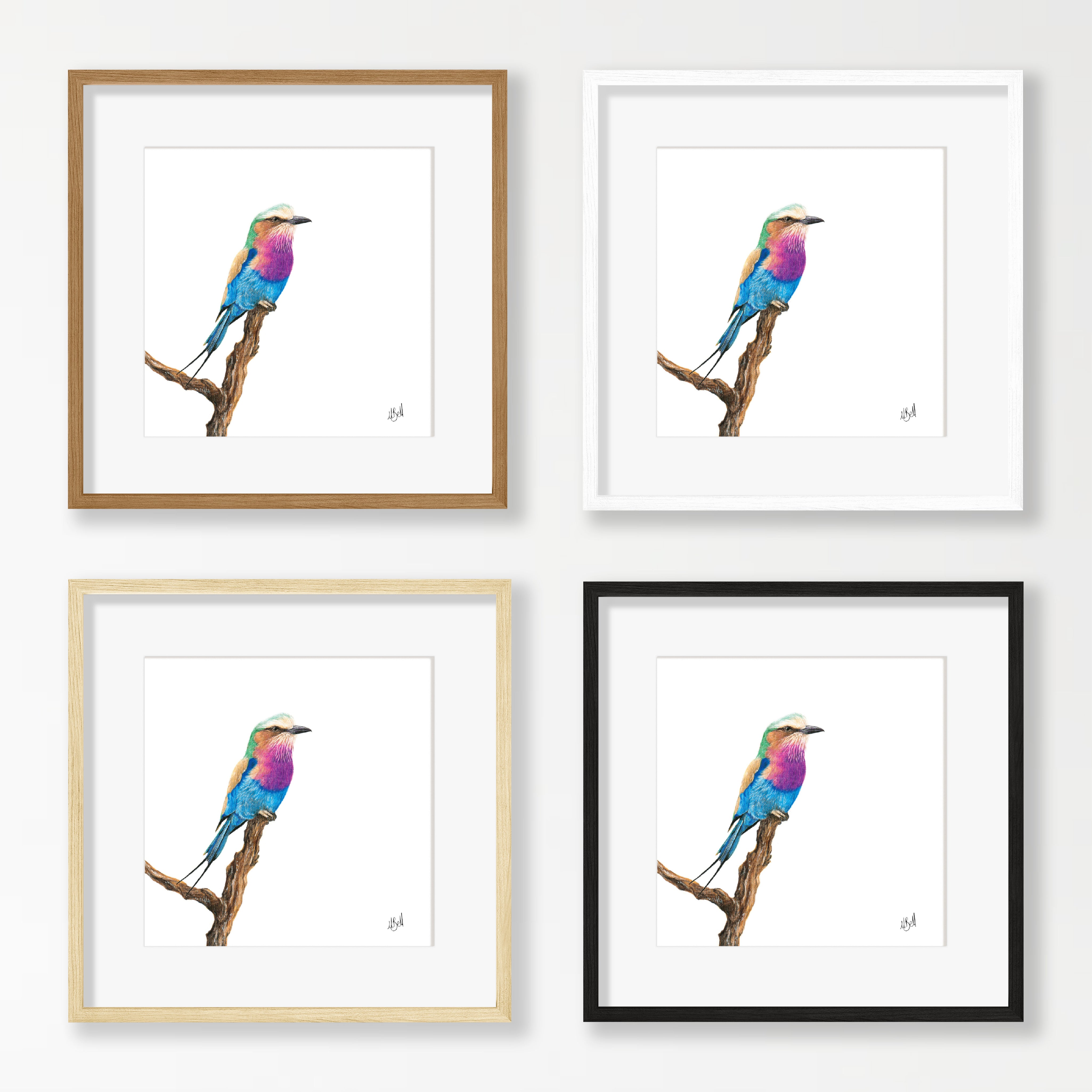 Lilac Breasted Roller - LBR1
