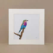 Lilac Breasted Roller original pencil art print