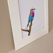 Lilac Breasted Roller original pencil art print