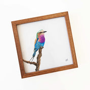 Kiaat wood framed miniature artwork of a Lilac Breasted Roller, part of wildlife artist Matthew Bell's birds of South Africa gallery