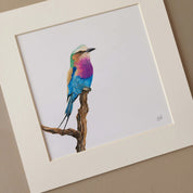 Lilac Breasted Roller original pencil art print