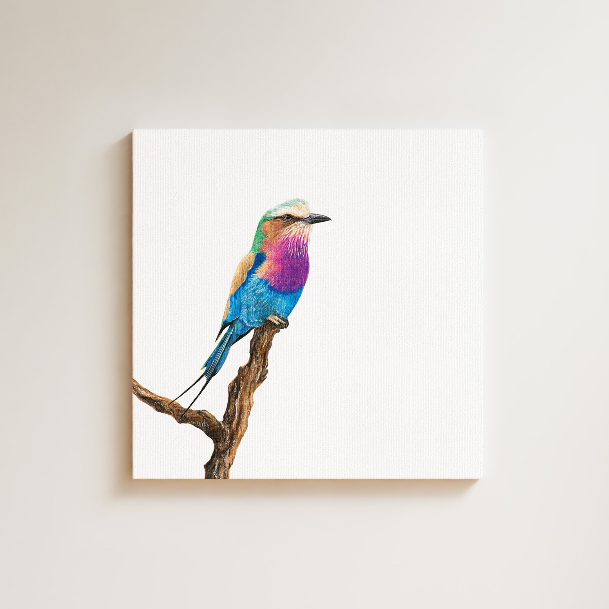 Lilac Breasted Roller drawing on canvas by South African wildlife artist Matthew Bell