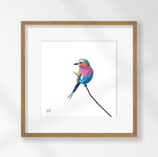 Lilac Breasted Roller - LBR2