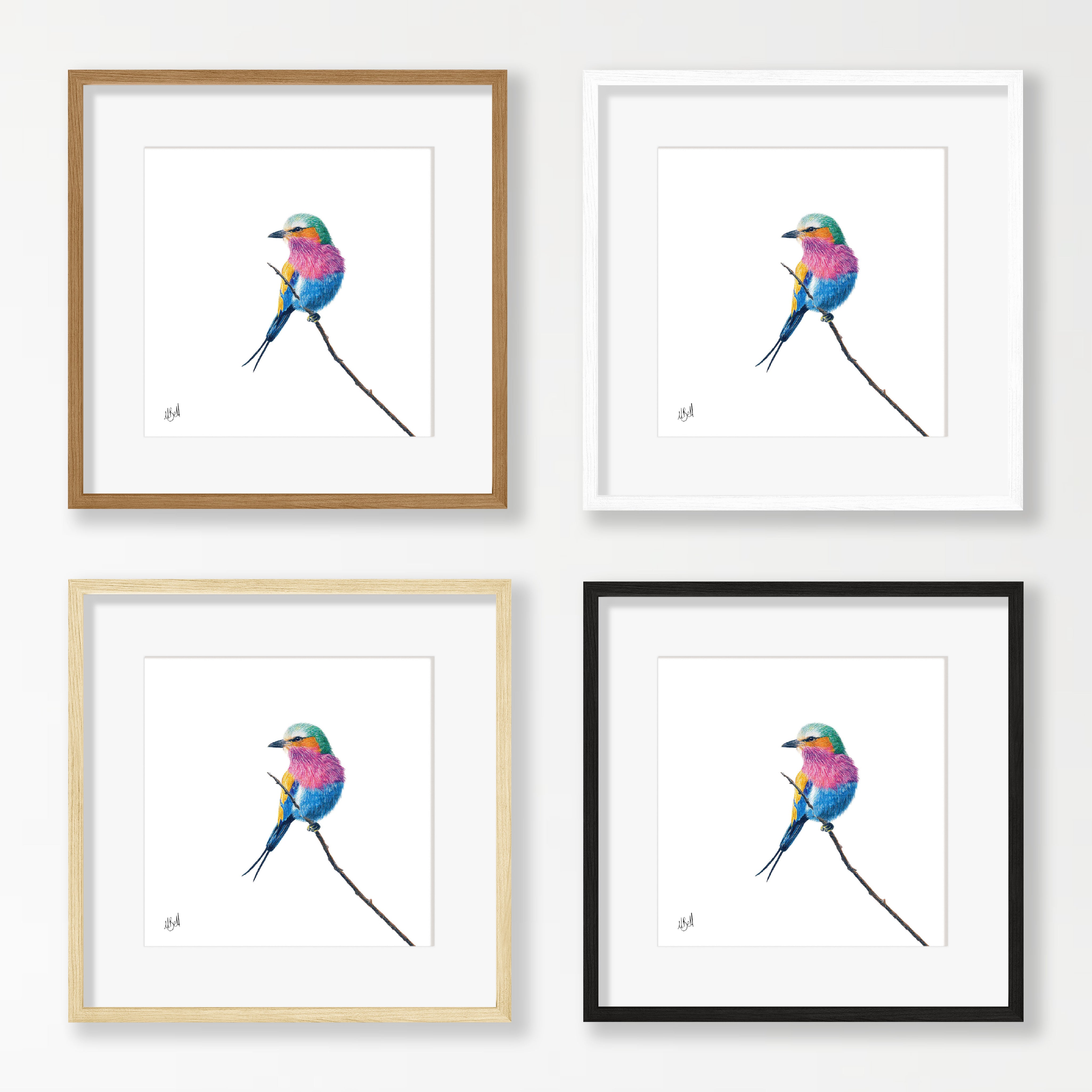 Lilac Breasted Roller - LBR2