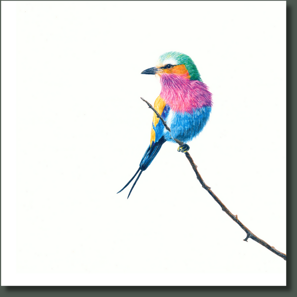 Lilac Breasted Roller bird wildlife canvas artwork