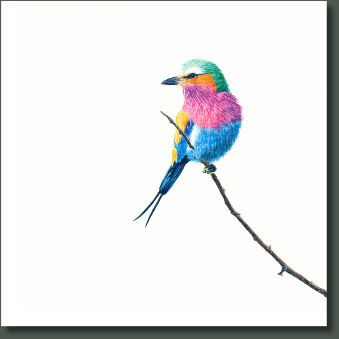Lilac Breasted Roller (LBR2) on Canvas
