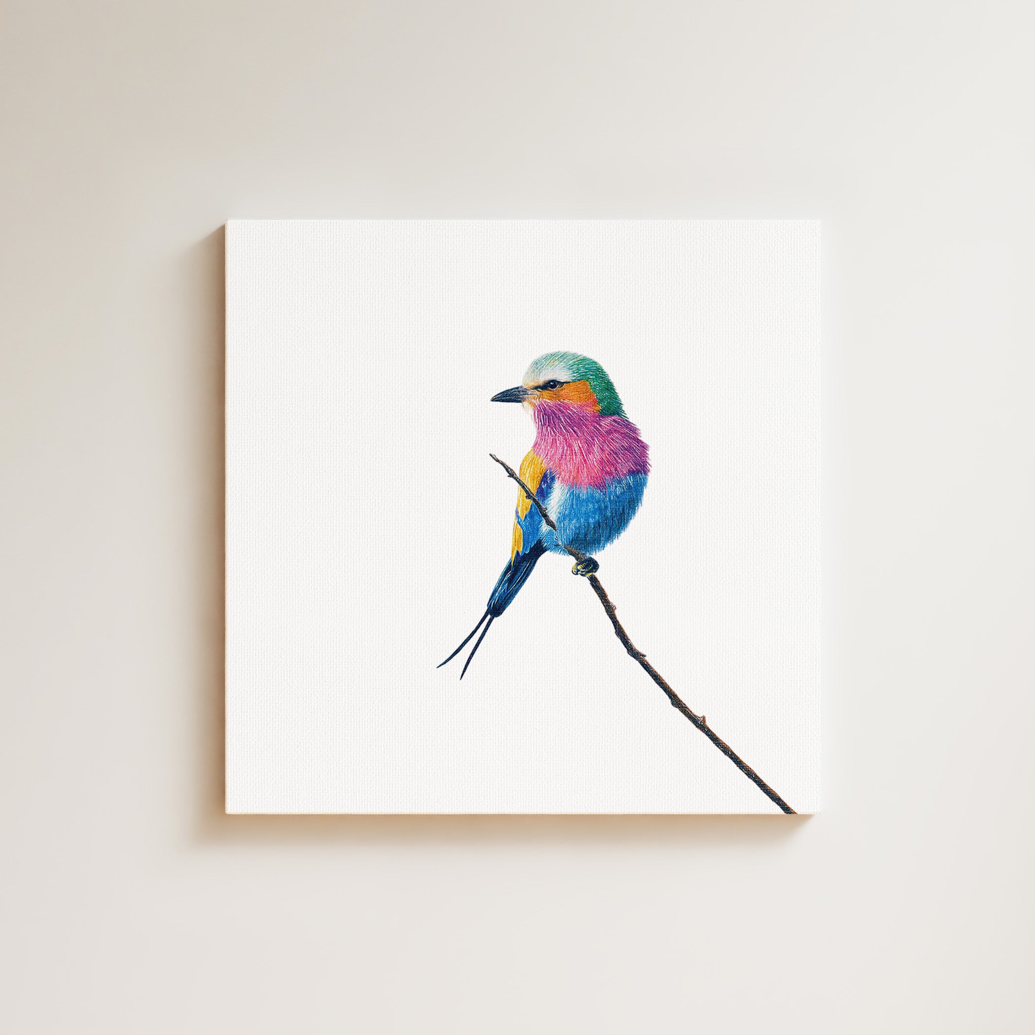 Lilac Breasted Roller drawing on canvas by South African wildlife artist Matthew Bell