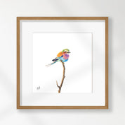 Lilac Breasted Roller - LBR3