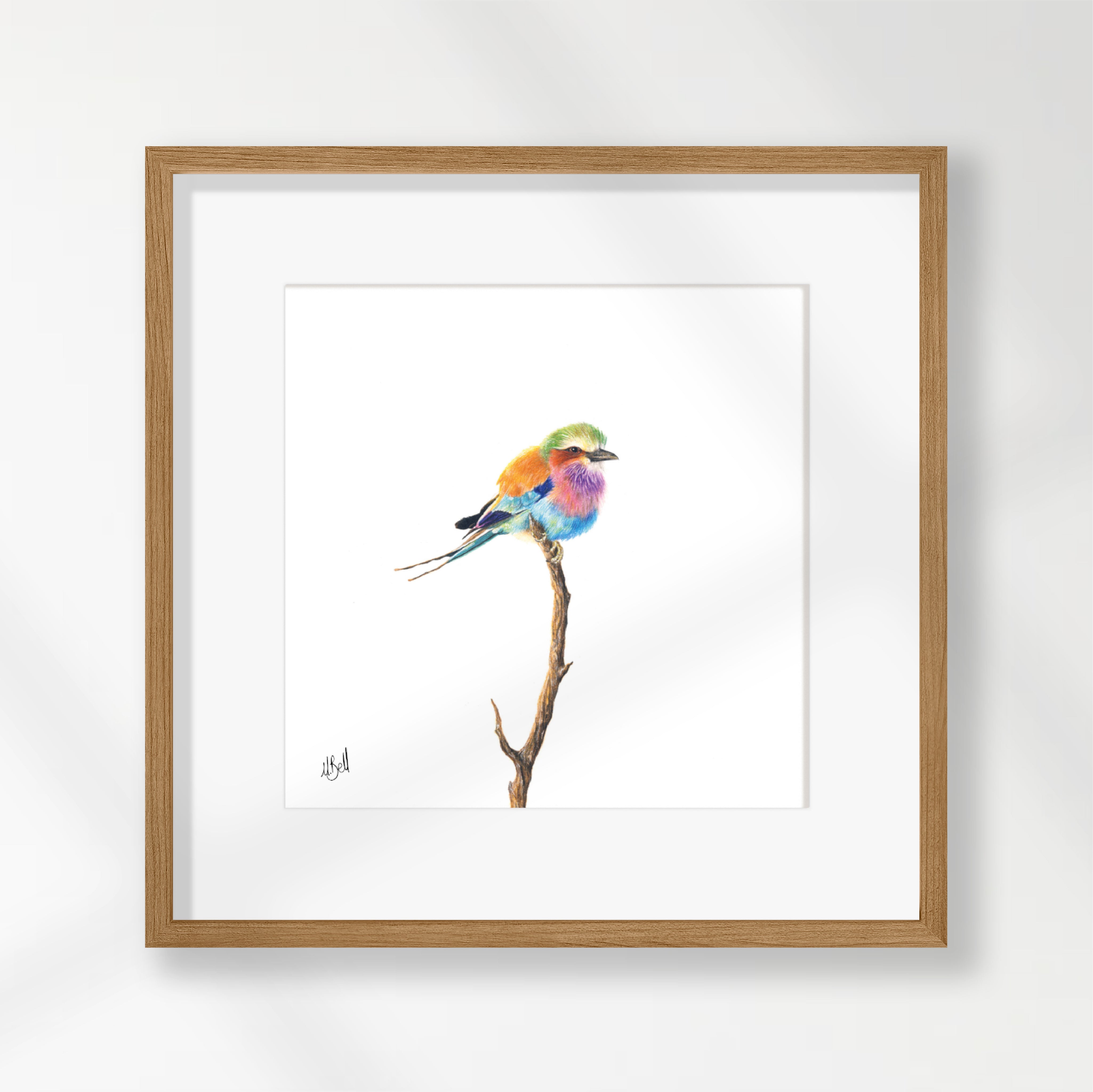 Lilac Breasted Roller - LBR3