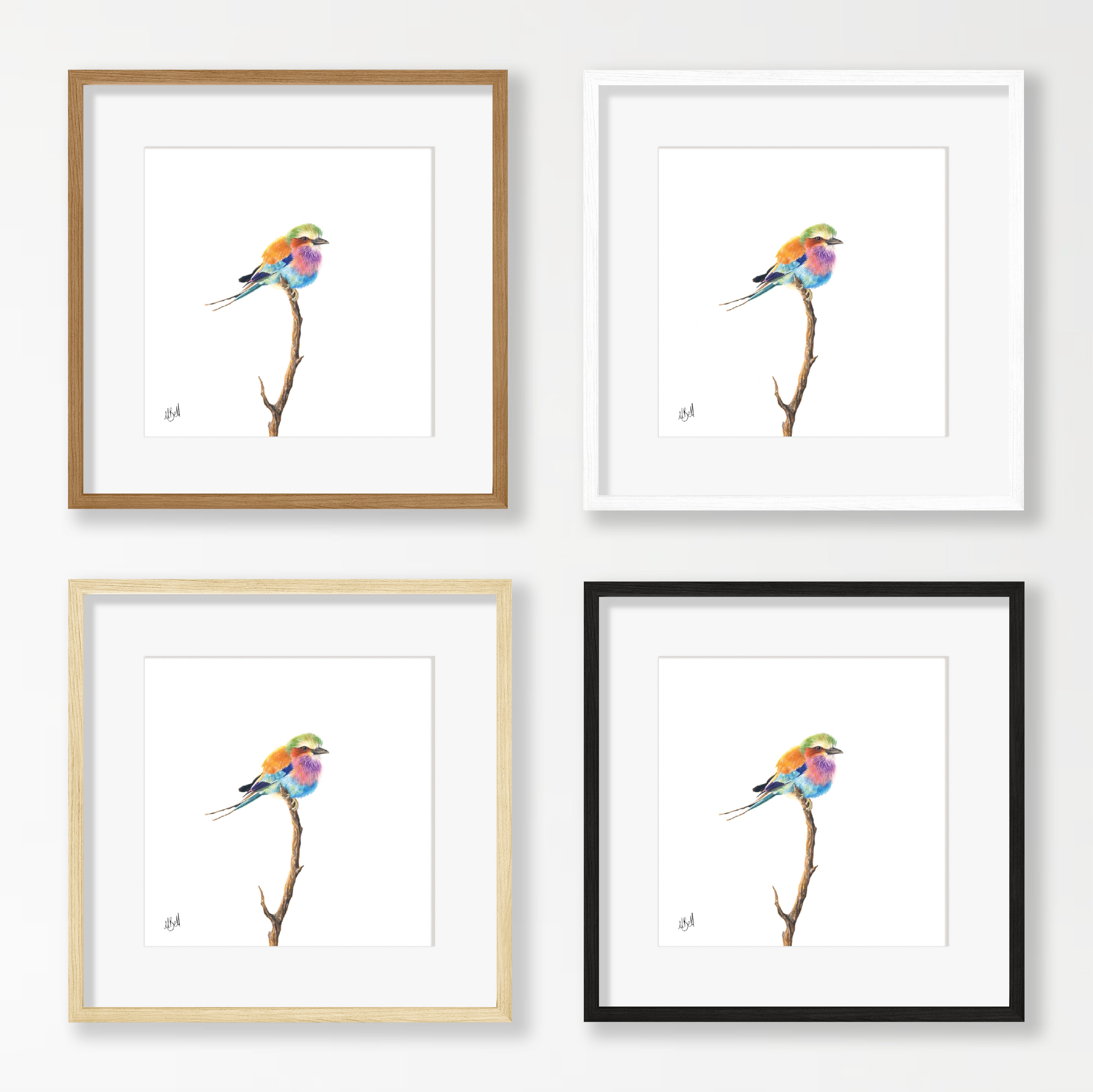 Lilac Breasted Roller - LBR3