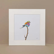 Lilac Breasted Roller art print mounted