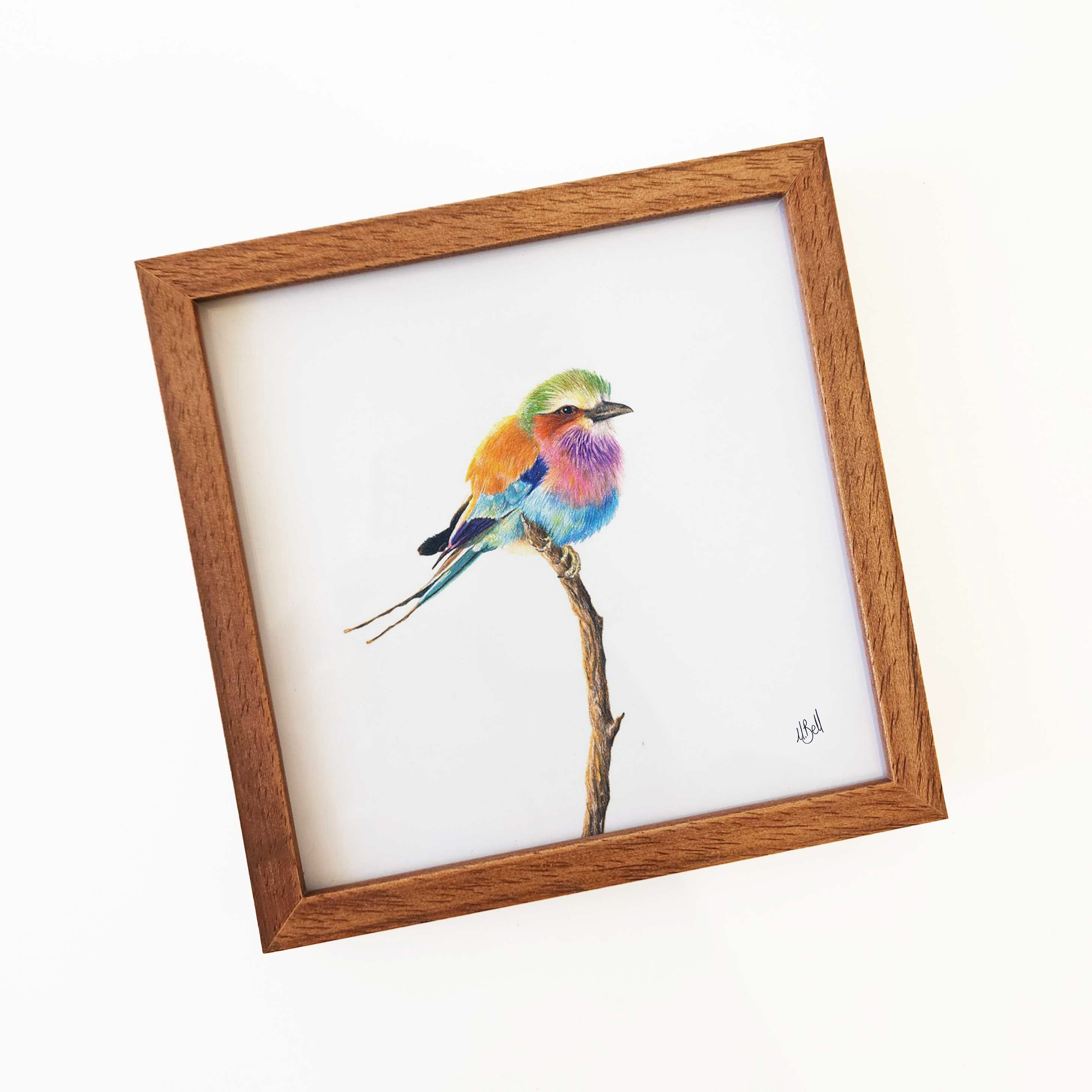 Kiaat wood framed miniature artwork of a Lilac Breasted Roller, part of wildlife artist Matthew Bell's birds of South Africa gallery