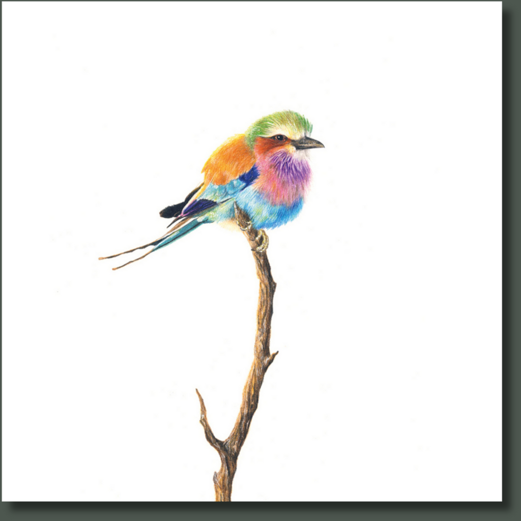 Lilac Breasted Roller bird artwork on stretched canvas