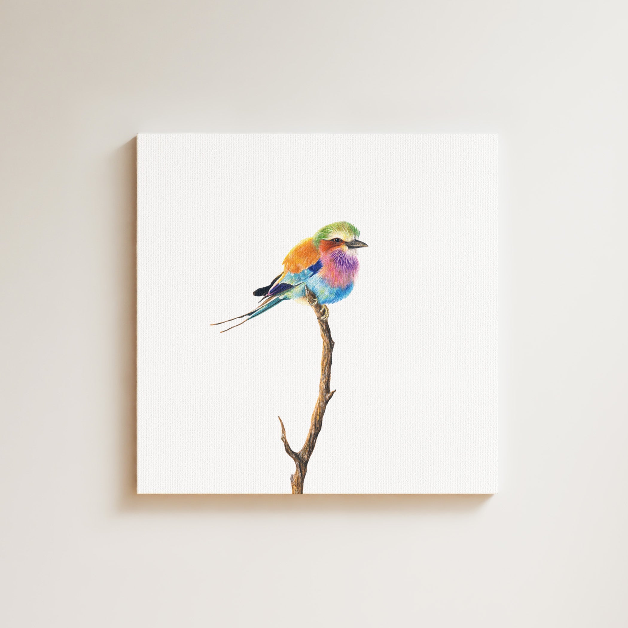 Lilac Breasted Roller drawing on canvas by South African wildlife artist Matthew Bell