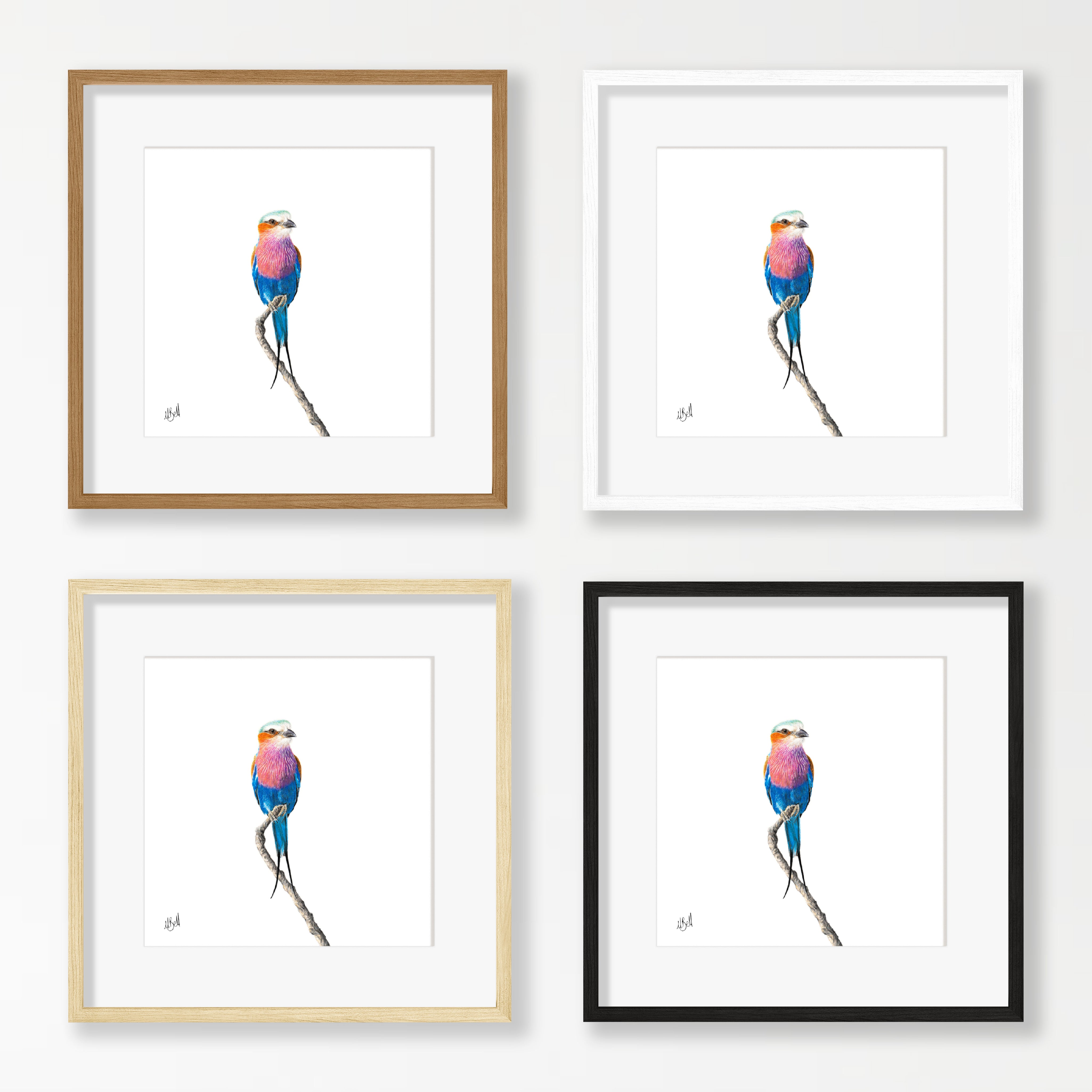 Lilac Breasted Roller - LBR4