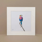 Lilac Breasted Roller pencil artwork print by South African wildlife artist Matthew Bell