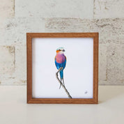 Kiaat wood framed miniature artwork of a Lilac Breasted Roller, part of wildlife artist Matthew Bell's birds of South Africa gallery