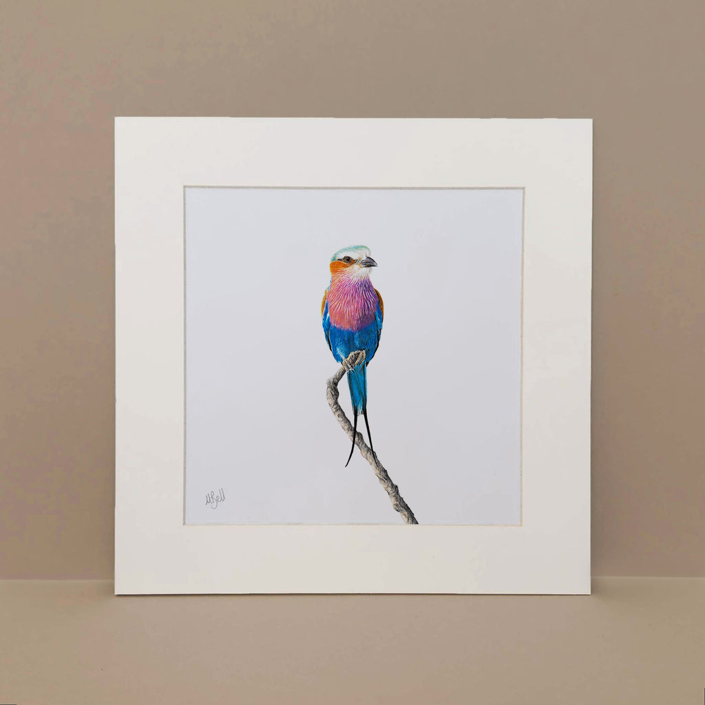 Lilac Breasted Roller pencil artwork print by South African wildlife artist Matthew Bell