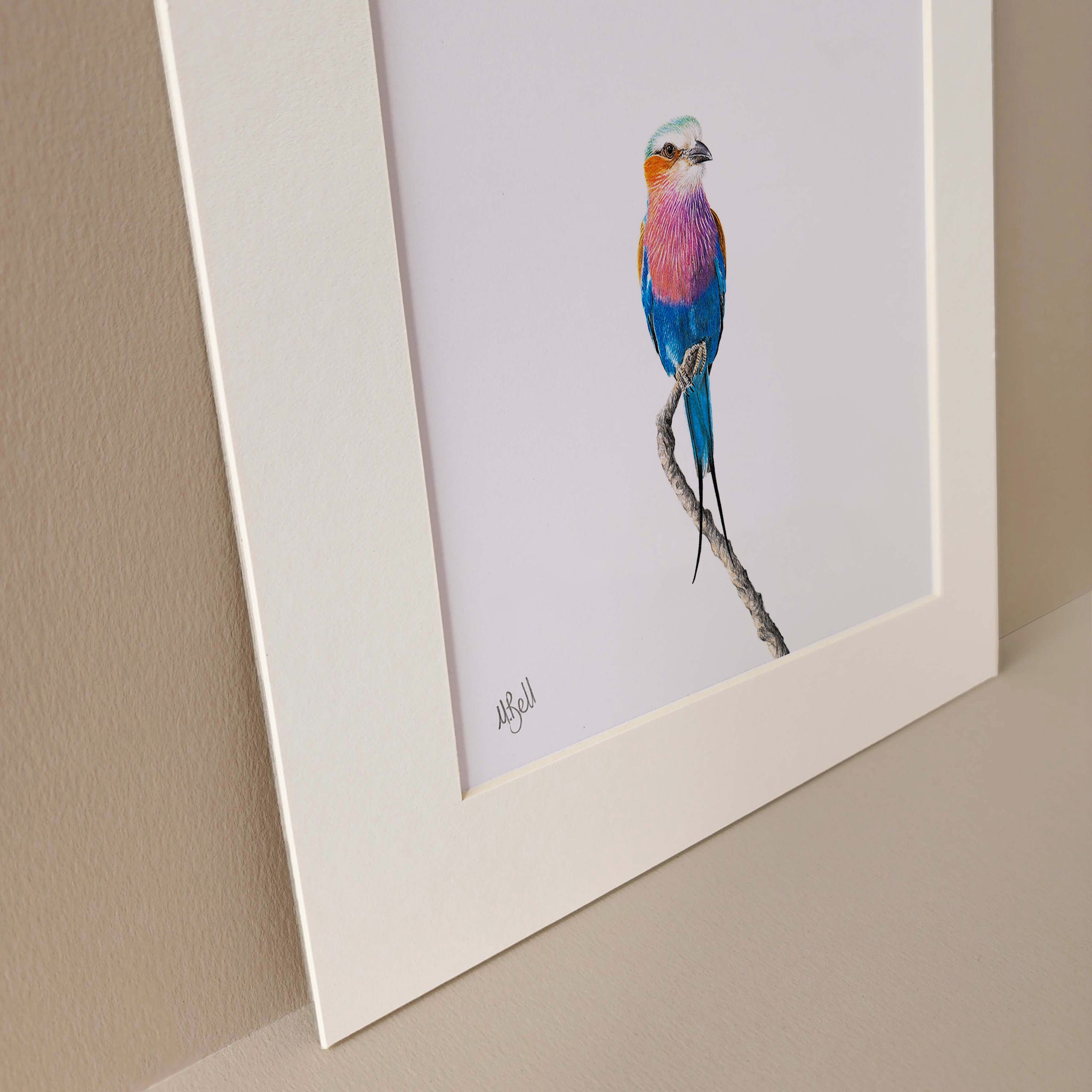 Lilac Breasted Roller pencil artwork print by South African wildlife artist Matthew Bell