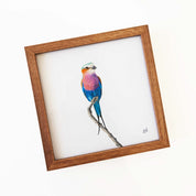 Kiaat wood framed miniature artwork of a Lilac Breasted Roller, part of wildlife artist Matthew Bell's birds of South Africa gallery