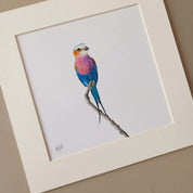 Lilac Breasted Roller pencil artwork print by South African wildlife artist Matthew Bell