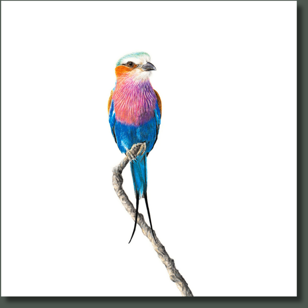 Lilac Breasted Roller (LBR4) on Canvas