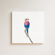 Lilac Breasted Roller drawing on canvas by South African wildlife artist Matthew Bell