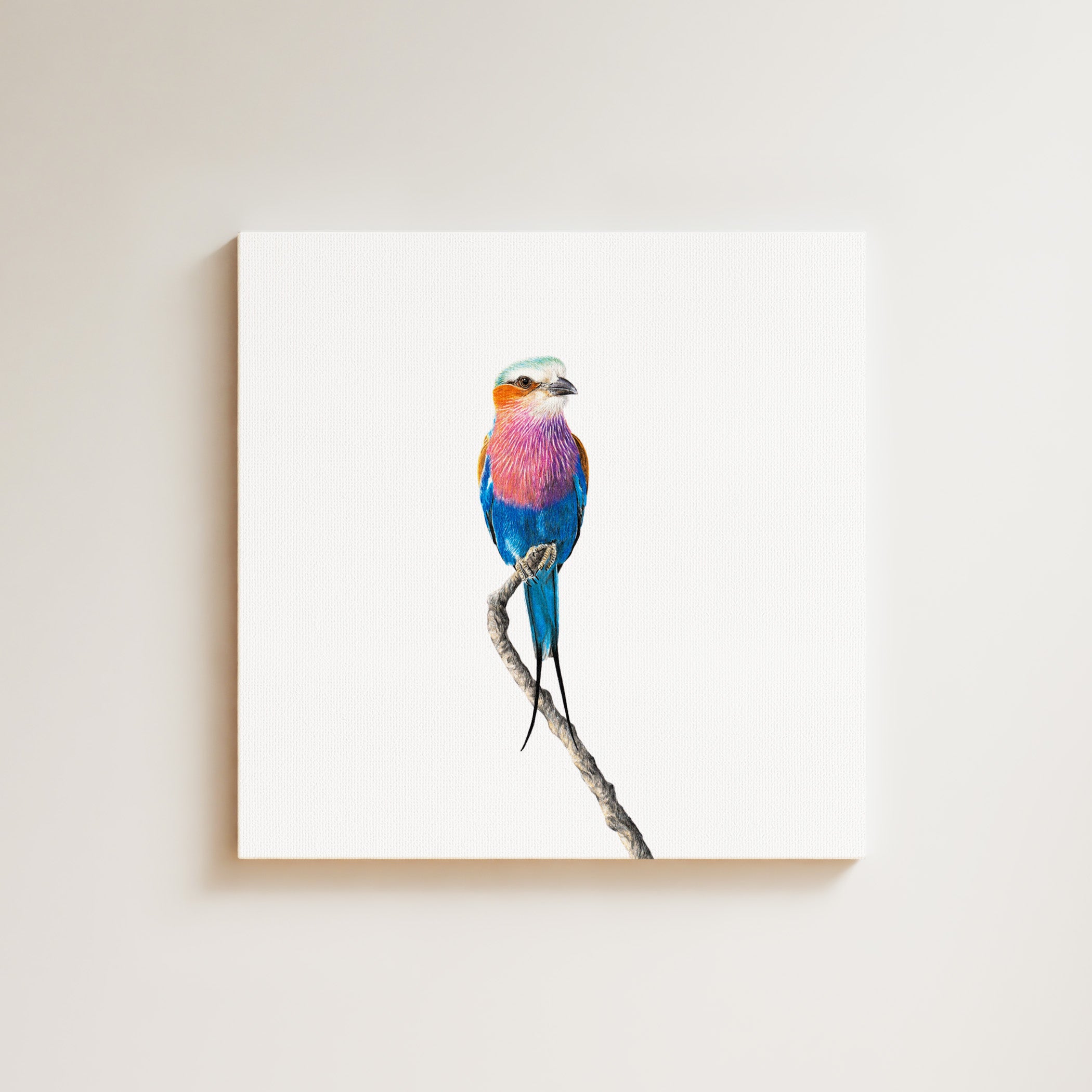Lilac Breasted Roller drawing on canvas by South African wildlife artist Matthew Bell